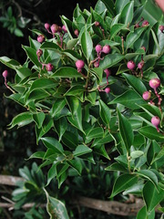 Syzygium acuminatissimum