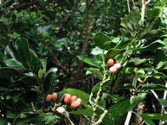 Gomphandra luzoniensis