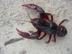 Euastacus suttoni