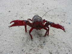Euastacus suttoni