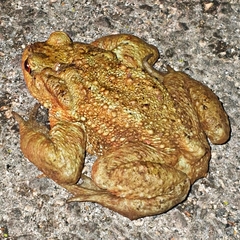 Bufo bufo
