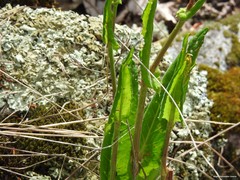 Rumex papillaris