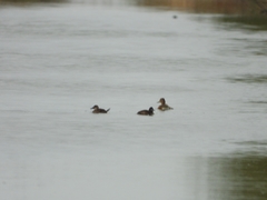 Heteronetta atricapilla