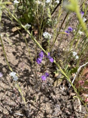 Collinsia concolor