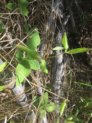 Lonicera hirsuta