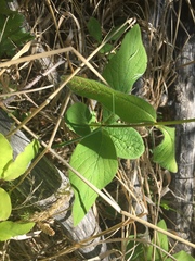 Lonicera hirsuta