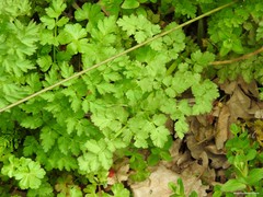 Chaerophyllum nodosum