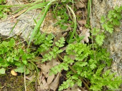 Chaerophyllum nodosum