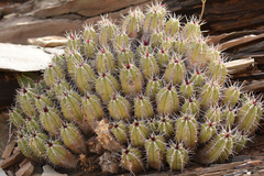 Euphorbia officinarum echinus