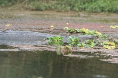 Gavialis gangeticus
