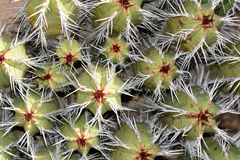 Euphorbia officinarum echinus