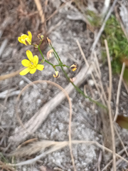 Eriospermum schlechteri