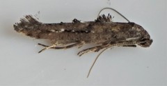 Epermenia albapunctella