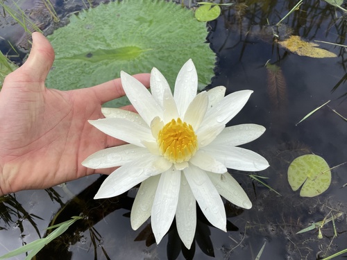 Egyptian white water-lily
