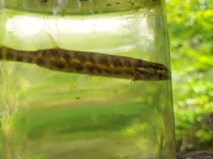 Esox americanus