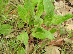 Rumex papillaris