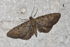 Eupithecia intricata