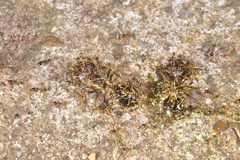 Carebara diversa