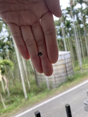 Thelacantha brevispina