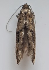 Epermenia albapunctella