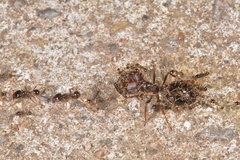 Carebara diversa