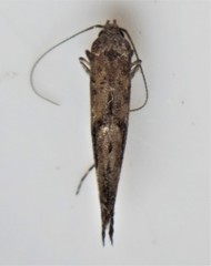 Epermenia albapunctella
