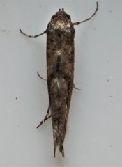 Epermenia albapunctella