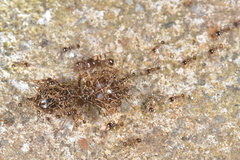 Carebara diversa
