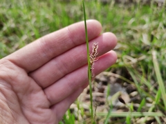 Carex pilosa