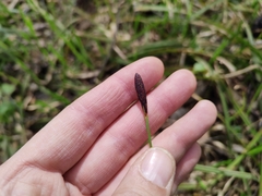 Carex pilosa