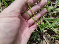 Carex pilosa
