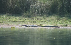 Gavialis gangeticus