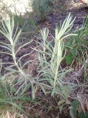 Helichrysum pendulum fontanesii