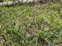 Carex pilosa
