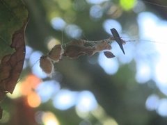 Arachnura scorpionoides