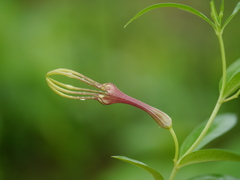 Ceropegia attenuata