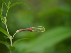 Ceropegia attenuata