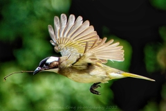 Pycnonotus sinensis