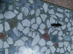 Gryllotalpa orientalis