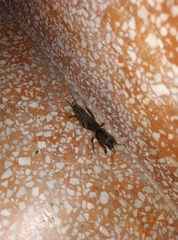 Gryllotalpa orientalis