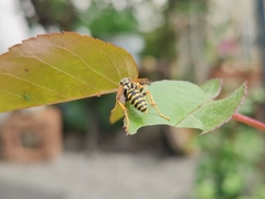 Polistes dominula
