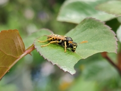 Polistes dominula