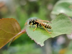 Polistes dominula