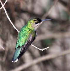 Thalurania