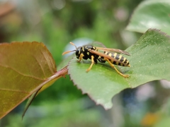 Polistes dominula