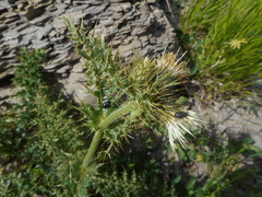 Cirsium bertolonii