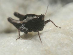 Tettiella