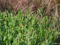 Rumex bidens