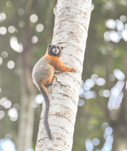 Golden-mantled Saddle-back Tamarin