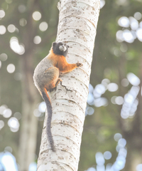 Saguinus tripartitus